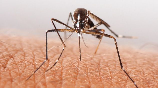 mosquito bite