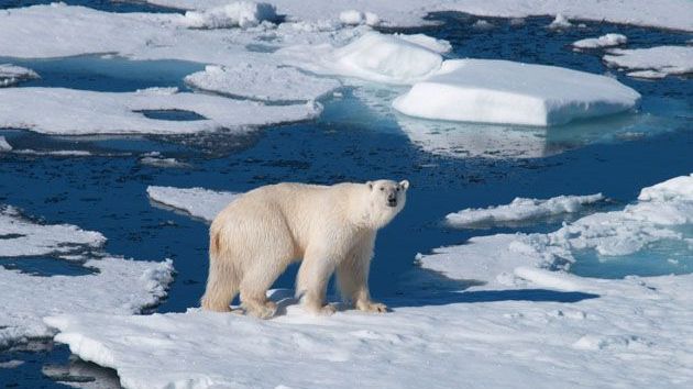 A polar bear