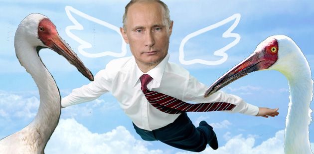 Putin with endangered siberian cranes