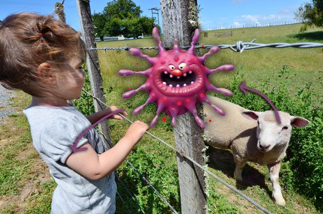 virus and sheep