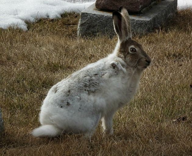 Wearing the wrong seasonal coat is like a death sentence for hares