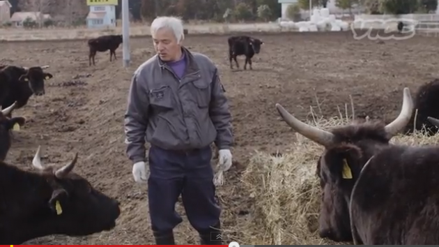 Naoto Matsumura with cows near Fukishima, Japan.