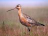 800px-BartailedGodwit24.jpg