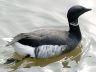 800px-Black.brant.slimbridge.march2007.arp.jpg