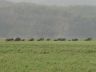 800px-Indianelephantherdcrop.JPG