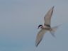 an artic tern flying