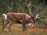 Caribou_trees.jpg