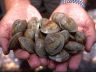 LittleNeck_clams_USDA96c1862.jpg