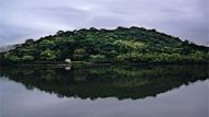 MoneyTrees_300x200.jpg