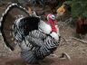 Turkey-CA-300.jpg