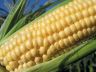 VEGGIES-sweet-corn300x200.jpg