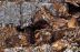 Waste_300x250.jpg