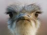 An emu