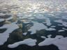 Arctic sea ice