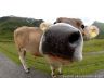 beef.jpg