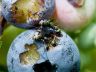 blueberry with ants