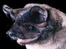 bonneted_bat.jpg