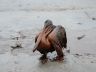 Oiled pelican