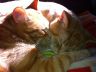 cat asleep in a sunbeam