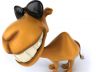camel
