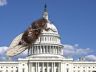 Capitol building with cicada