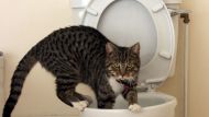 cat on toilet