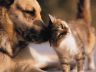 cats-vs-dogs.jpg