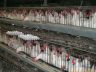 chickens-300x200.jpg