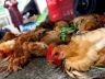 chickens on the ground