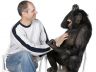man and chimp