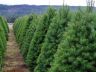 christmas tree farm