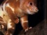 cuscus.jpg