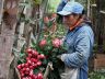 Ecuadorian rose farmer
