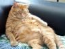 fat cat