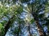 forest-3-300x250.jpg