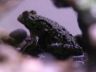 frog-2.jpg