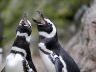 gaypenguinsmotherjones.jpg