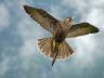 Hawk