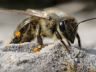 Honeybee