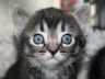 kitten cat wide eyes