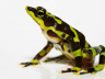 Limosa harlequin frog (Atelopus limosus)