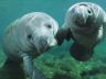 Two Florida manatees holding flippers: