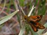 The Meske's skipper was AWOL for a decade before returning.