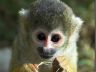 mono-titi.jpg