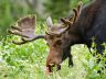 Moose