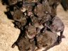 Cluster of hibernating gray bats (Myotis grisescens)