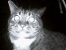 Cat stares at night