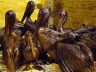 oiled pelicans