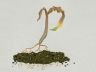 phosphorus