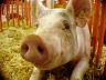 pig.jpg